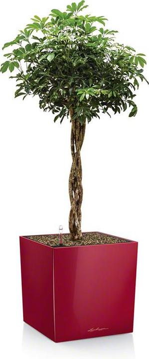 Actual product image Lechuza Cube 50 (49 x 49 x 49.50 cm)