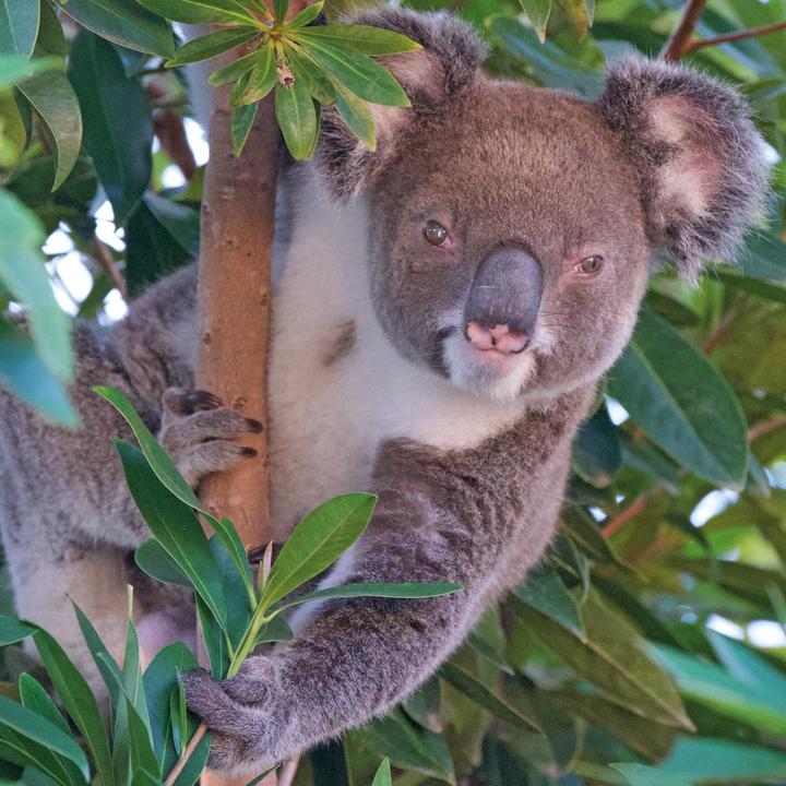 Produktbild Koalas 2026 (30 x 30 cm)