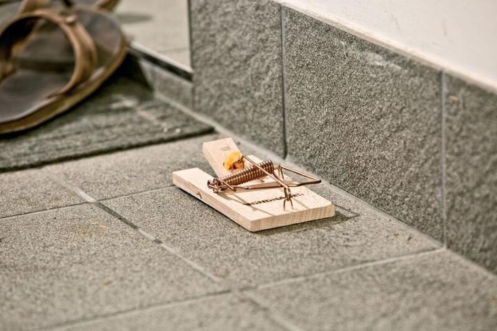 Actual product image Windhager Mouse Traps