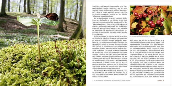 Produktbild Deutschlands alte Buchenwälder (Deutsch, Karl-Heinz Engel, 2015)