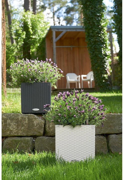 Actual product image Lechuza Cube Cottage (29.50 cm)