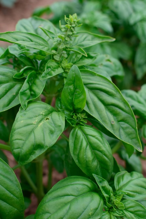 Immagine prodotto Living Seeds Basilico Genovese (Germogli)