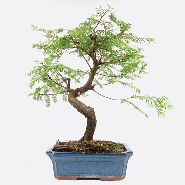 Immagine prodotto Bonsai.ch Metasequoia sequoia cm (23 cm)