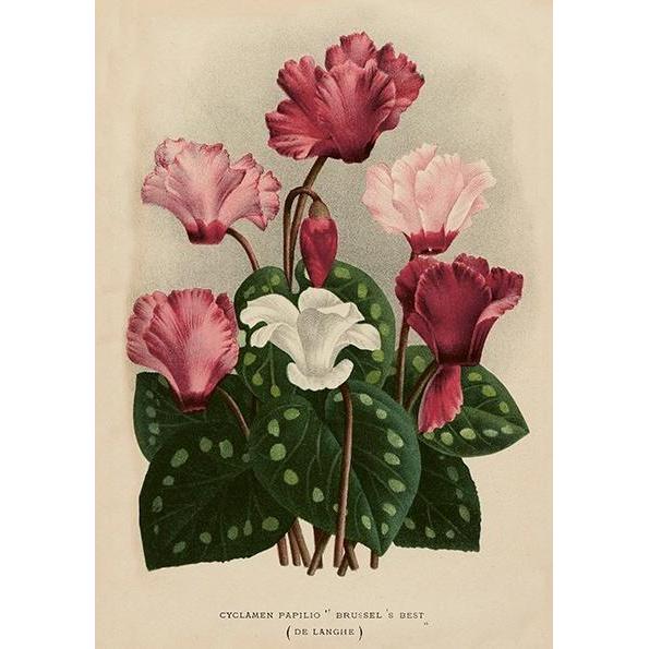 Sköna Ting, Biglietto di auguri + Carta da lettere, ST501 B6-Karte + zyklamenfarbener Umschlag