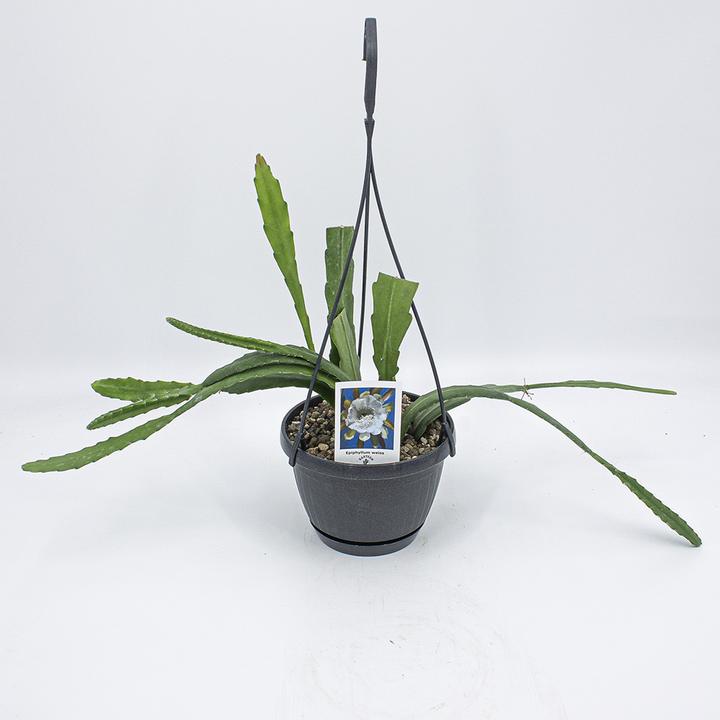 Kakteen Gautschi Epiphyllum weisse Blte - kaufen bei Galaxus - Galaxus