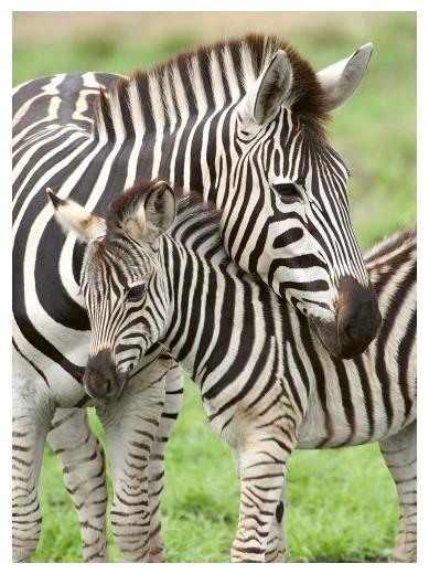 Produktbild Ravensburger Puzzle 300 Zebras XXL (300 Teile)