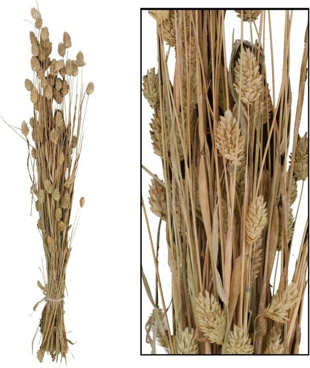 Image du produit Dijk Herbe brillante - Phalaris (Fleurs séchées)
