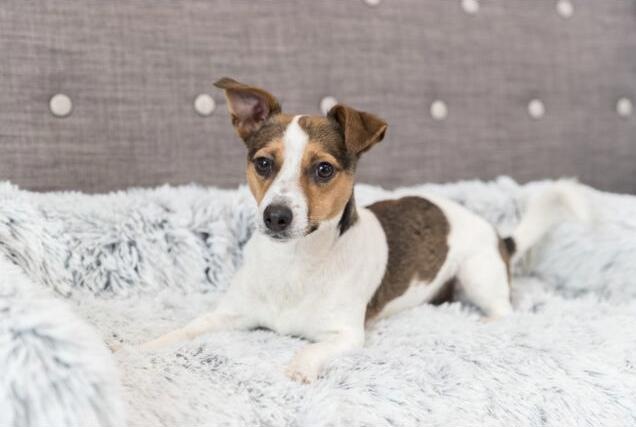 Image du produit Trixie Harvey (Chien)