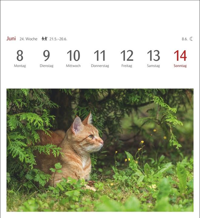 Actual product image Harenberg Katzen Postkartenkalender 2026 - Wochenkalender mit 53 Postkarten (Hardcover, German)