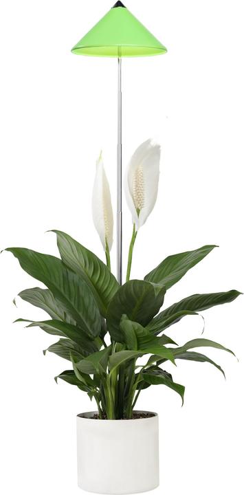 Actual product image Colibri Sunlite (LED, 230 V)