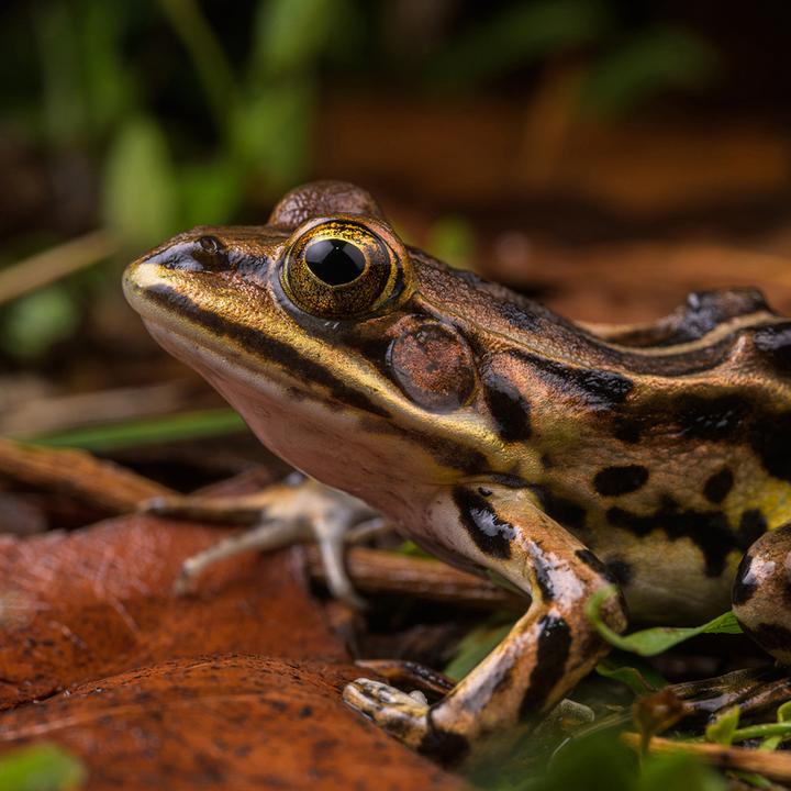 Image du produit Venus Optic Focale fixe Laowa 85 mm f/5.6 2X APO - Sony E-Mount (Sony E, Plein format)