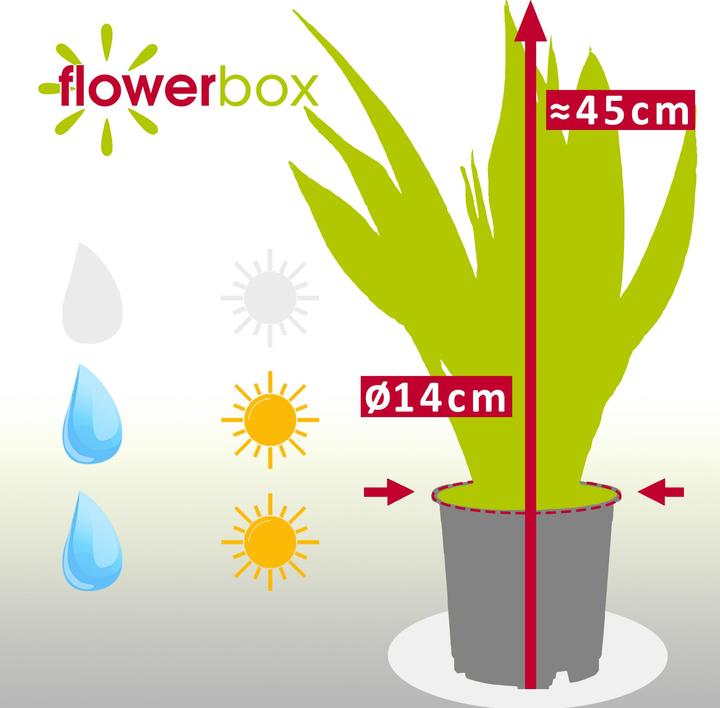 Produktbild Flowerbox Bogenhanf - Sansevieria zeylanica (45 cm)