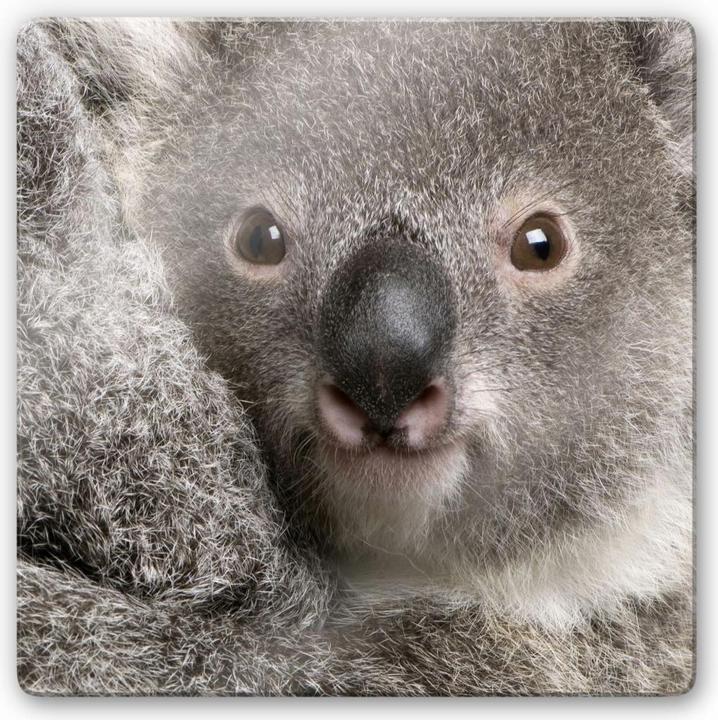 Produktbild Trenddeko Cuddly Koala (50 x 50 cm)