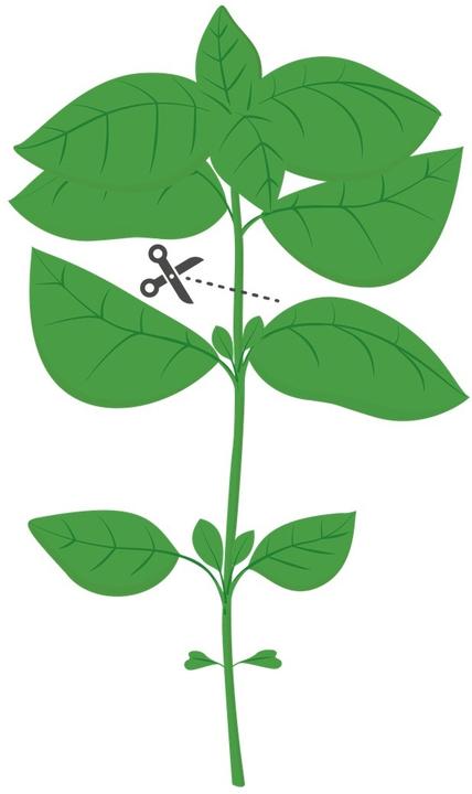 Immagine prodotto Véritable Bio-Basilikum (Semi di erbe)