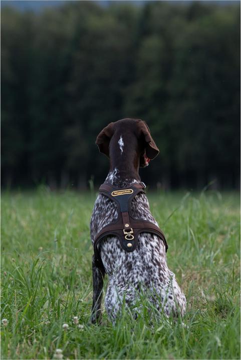 Produktbild Niggeloh Hundeführgeschirr Follow (S, Hund, Hundesport)