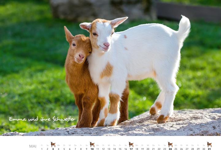 Produktbild Kalender Zwergziegen 2026 (Spezial)