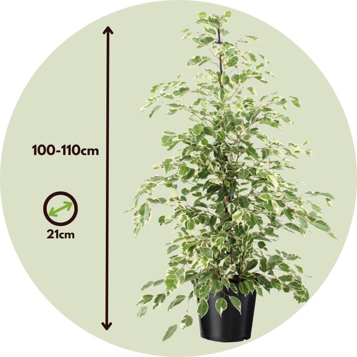 Produktbild Plant in a Box Ficus Benjamina Twilight - Geigenpflanze (100 cm)