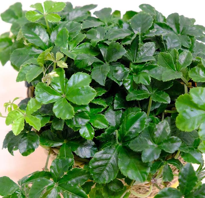 Produktbild VEG and the City Vernon (Jungfernrebe - Parthenocissus striata)