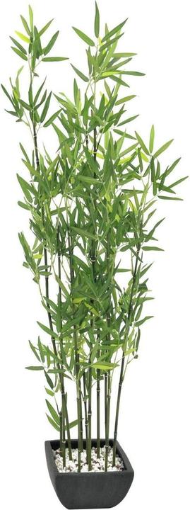 Europalms Ornamental bamboo (120 cm)