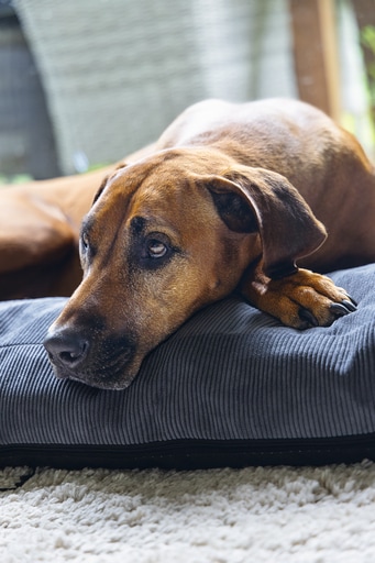 Immagine prodotto Beeztees Bz Riposo Ortopedico Cush Veo Dgrey 100x70 (Cane)