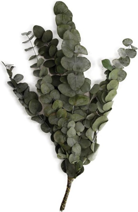 Image du produit Dijk Eucalyptus - Eucalyptus (Fleurs séchées)