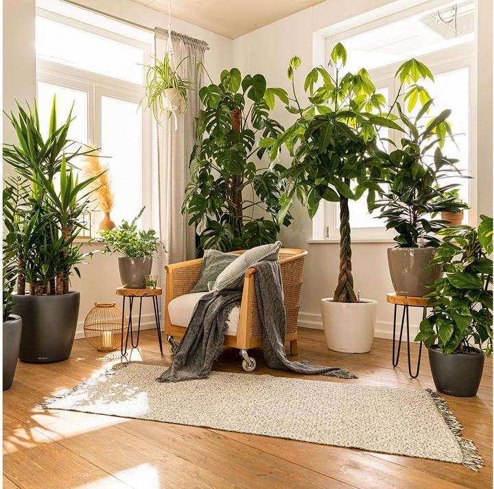 Image du produit Lechuza Classico (43 x 40 cm)