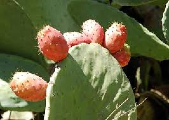 Image du produit Tropica Feigenkaktus (Germes)