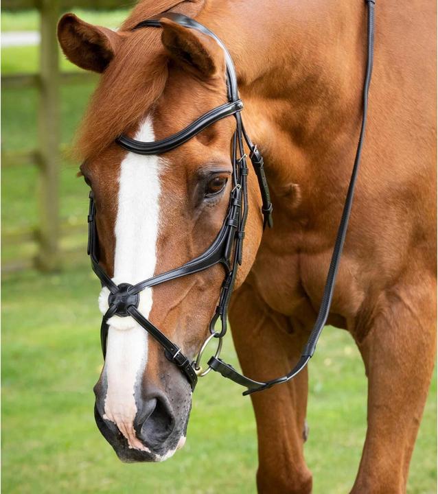 Premier Equine Glorioso bridle