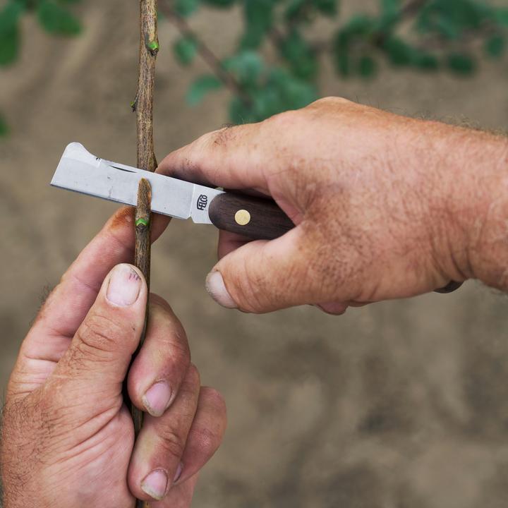 Image du produit Felco 512 Veredelungs- und Knospungsmesser