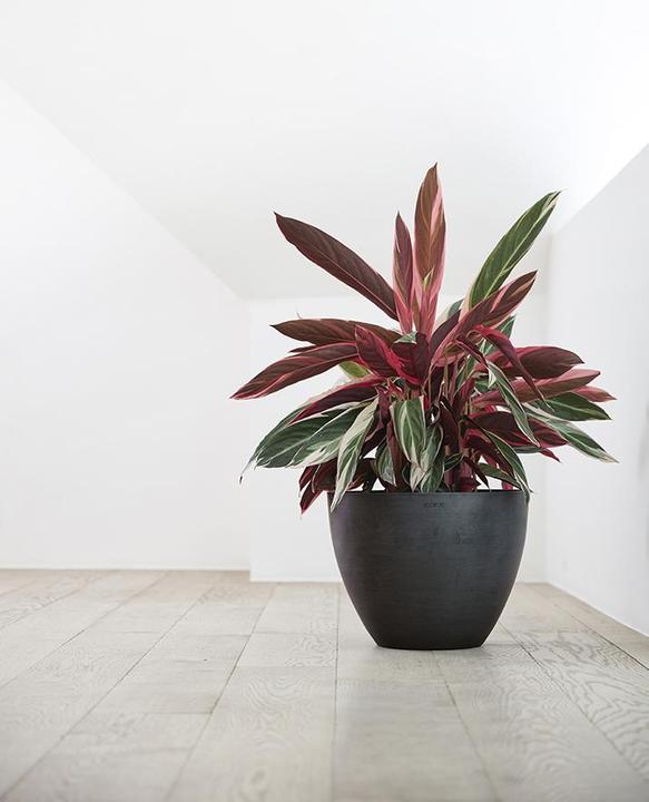 Produktbild Ecopots Antwerp (50 cm)
