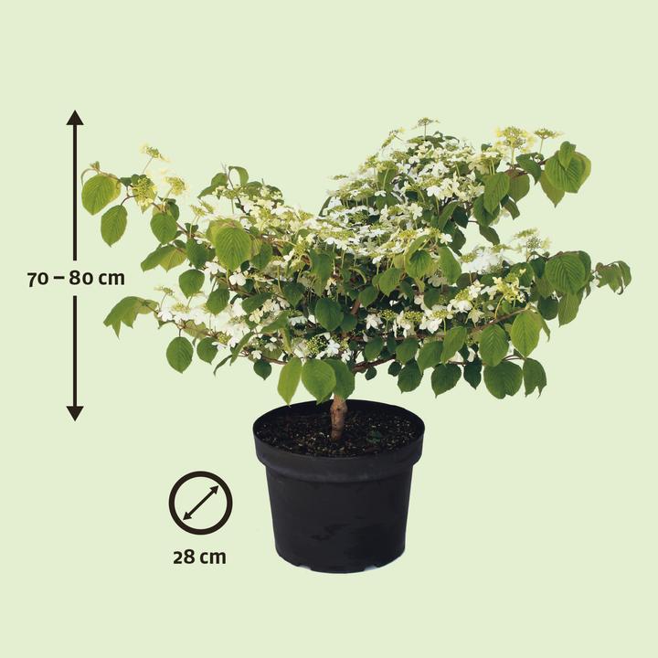 Immagine prodotto Zulauf Japanischer Schneeball / Viburnum plicatum 'Mariesii' (80 cm)