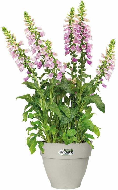 Produktbild Elho Vibia Campana (35 x 30 cm)