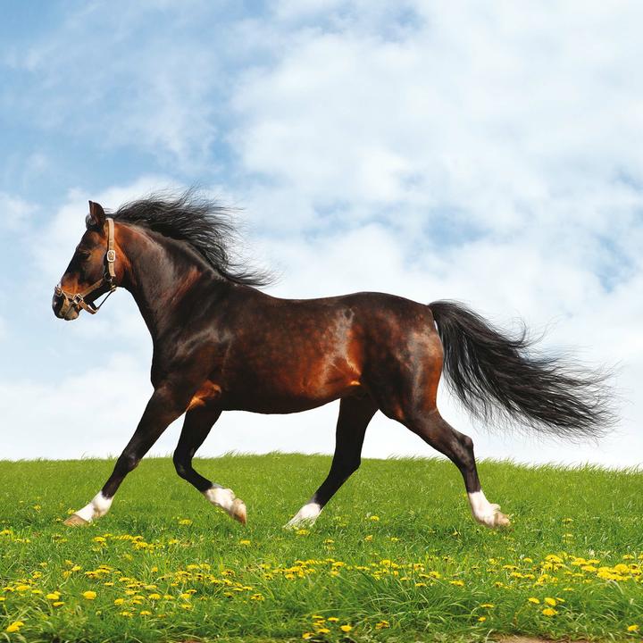 Produktbild Magic Horses 2026 (30x30cm)