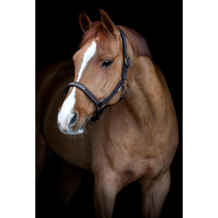 Immagine prodotto Horse Guard Sandra After Dark