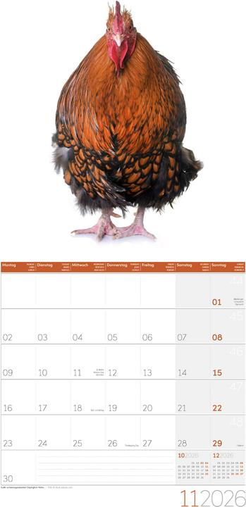 Produktbild Verrückte Hühner Kalender 2026 - 30x30 (30 x 30 cm, Harter Einband, Englisch, Französisch, Deutsch, Italienisch)