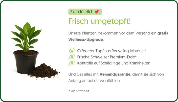 Produktbild Plantlovers Pilea Peperomioides (Glückstaler) (25 cm, Frisch umgetopft)
