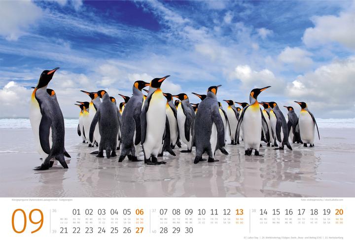 Produktbild Pinguine Kalender 2026