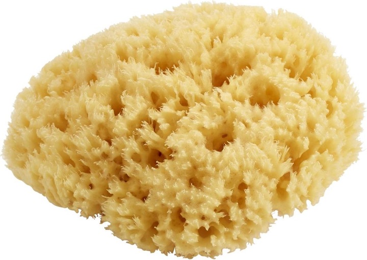 Spugna naturale