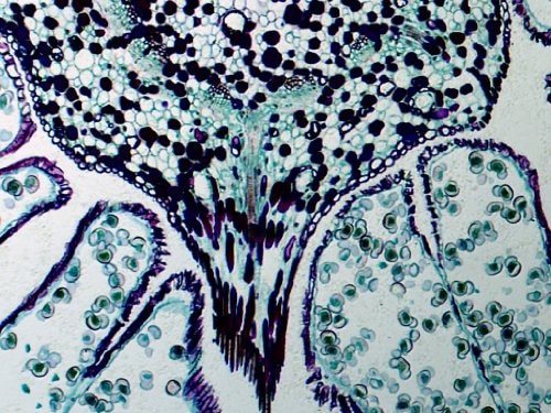 Actual product image Bresser LCD - Student Microscope 8.9 cm