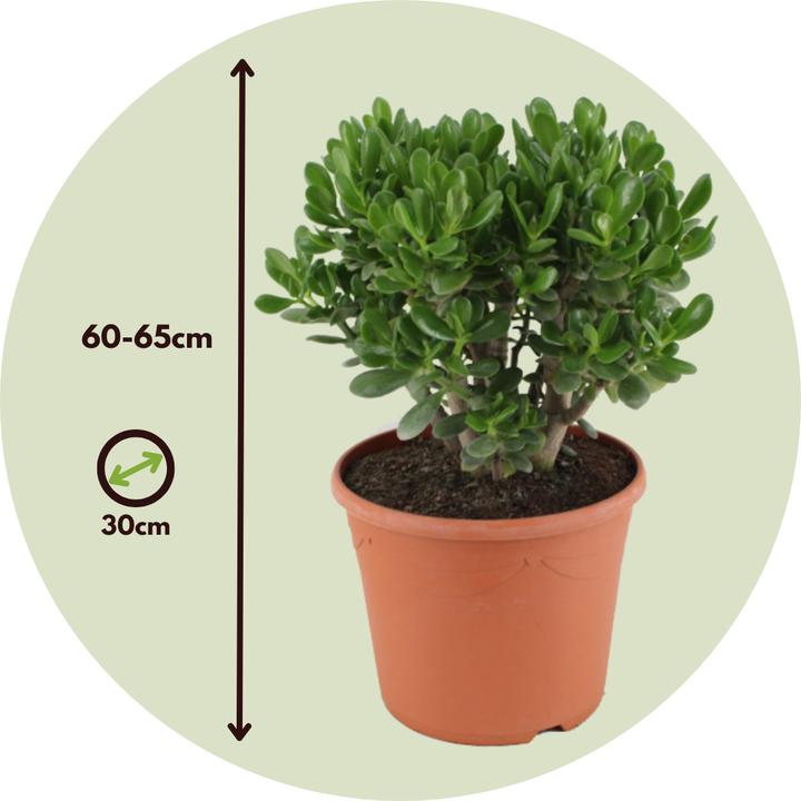 Immagine prodotto Plant in a Box Crassula ovata Minor - Jadepflanze (60 cm)