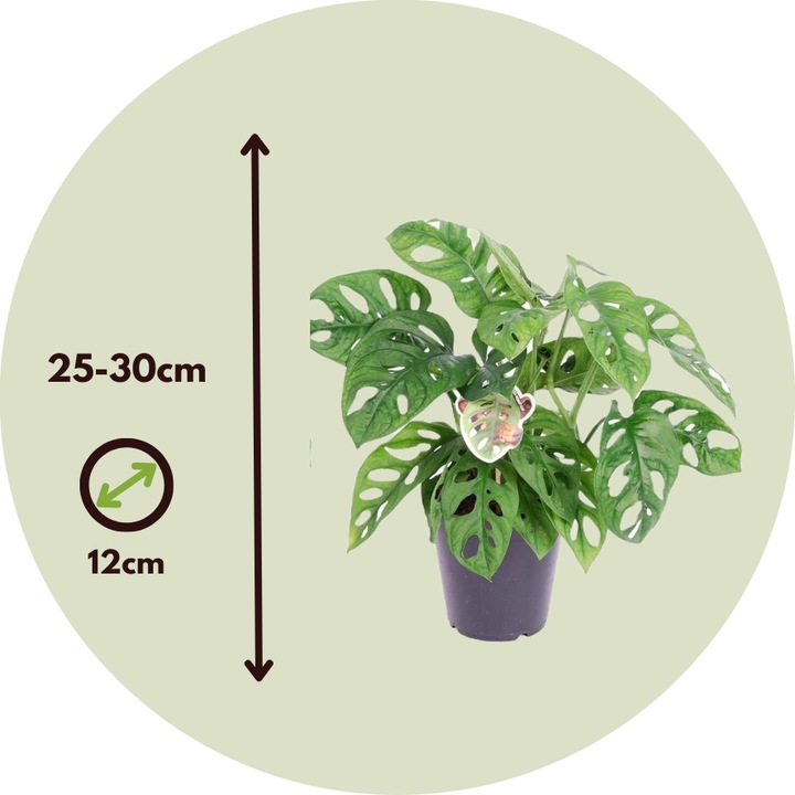 Actual product image Plant in a Box Monstera Monkey Mask - Monkey Mask Plant (30 cm)