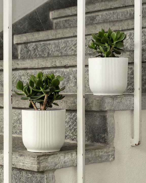 Produktbild feey Geldbaum Duo (15 cm, Frisch umgetopft)