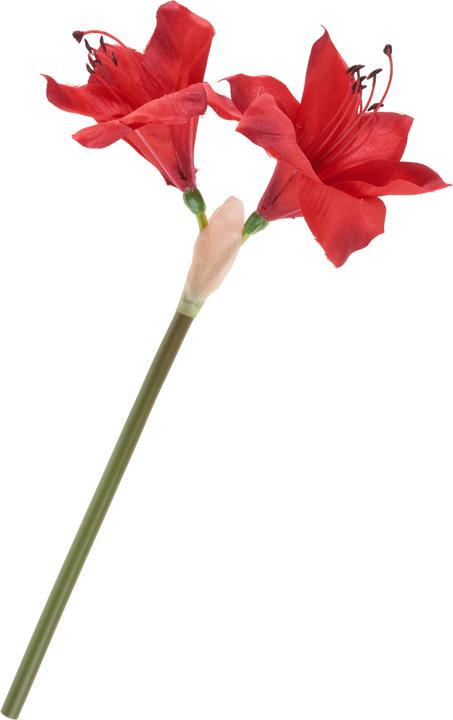 Immagine prodotto DPI Amaryllis (37 cm)