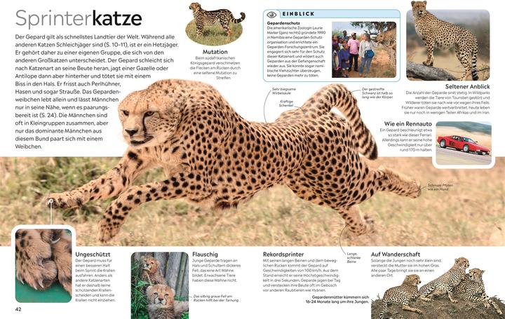 Actual product image memo Wissen. Katzen (German, DK Verlag - Kids, Juliet Clutton-Brock, Susanne Schmidt-Wussow, 2024)