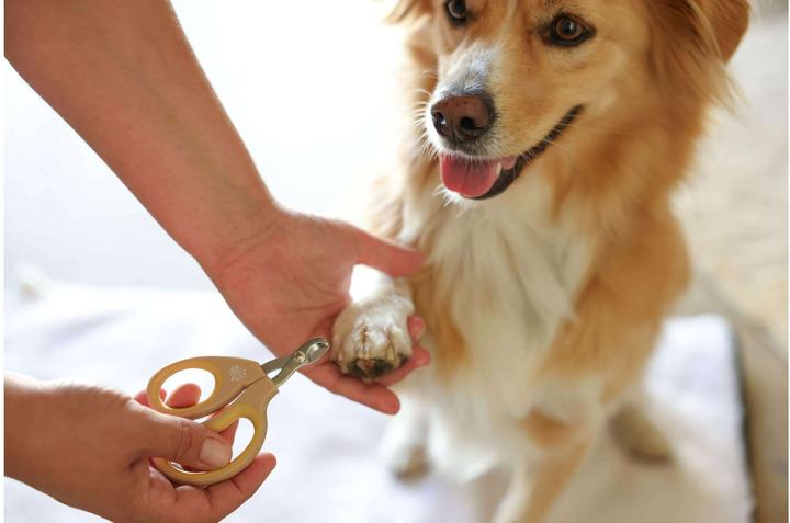 Actual product image Kerbl MagicBrush claw scissors dog Golden (Cat, Dog, Rodents)