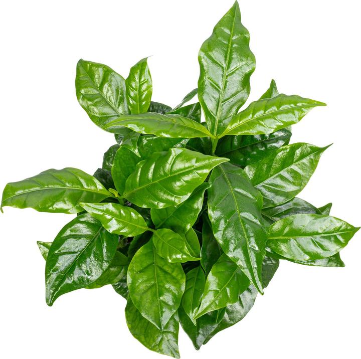 Produktbild Flowerbox Kaffeepflanze - Coffea Arabica (20 cm)