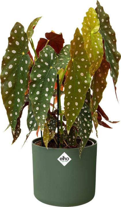 Actual product image Elho b.for soft (13.80 cm)