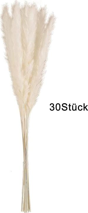 Actual product image Intirilife Pampas grass 30 pieces (5 cm)