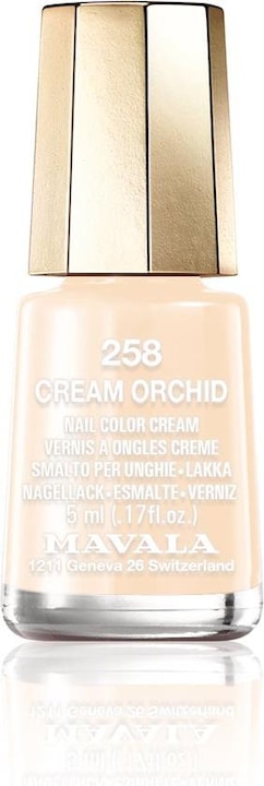 Cream Orchid