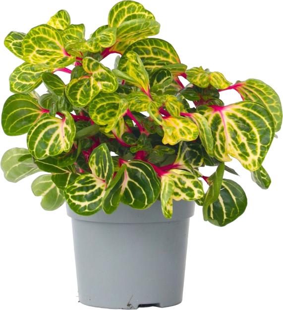 Plant in a Box Iresine Herbstii - Blutblatt (20 cm)